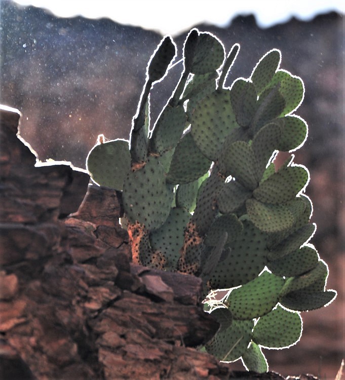 prickly pear cactus